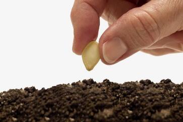 蔬菜種子栽培技術-<b>夏天播種、栽培注意事項</b>