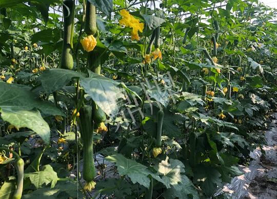 蔬菜種子種植戶客戶點評-種植“優(yōu)比1號”差的用戶，差到什么樣子？