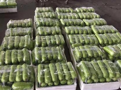 蔬菜種子種植戶客戶點(diǎn)評-上市早，價格好！我連續(xù)種了三年，滿意！