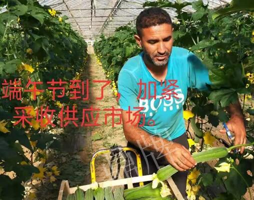 蔬菜種子種植戶客戶點評-羨慕！每公斤24元，“優(yōu)比1號”在法國的表現(xiàn)…