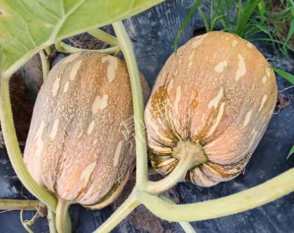 蔬菜種子種植戶客戶點評-“押寶”押對了，押對這個品種賺了2倍錢！