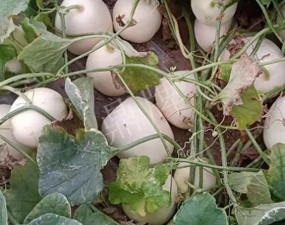 蔬菜種子種植戶客戶點(diǎn)評-“甜，真甜，真是甜！”