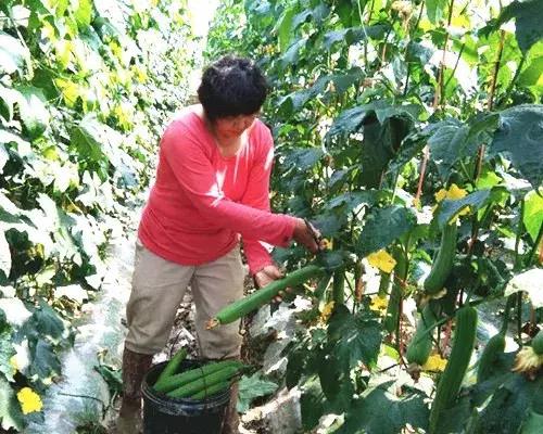 優(yōu)秀絲瓜作品展播，請為菜農(nóng)劉健平夫婦點贊