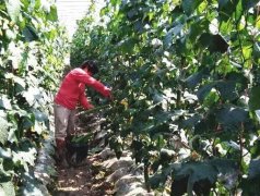 蔬菜種子種植戶客戶點(diǎn)評-優(yōu)秀絲瓜作品展播，請為菜農(nóng)劉健平夫婦點(diǎn)贊