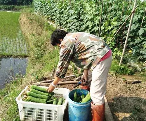 優(yōu)秀絲瓜作品展播，請為菜農(nóng)劉健平夫婦點贊