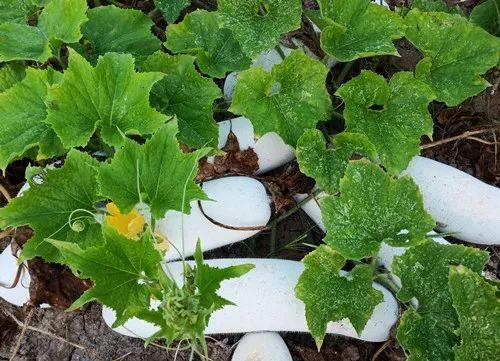 您種植過“堆堆瓜”嗎？看一看，地上全是瓜！一睹芳容