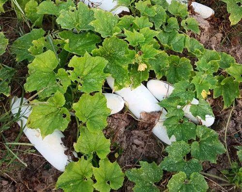 您種植過“堆堆瓜”嗎？看一看，地上全是瓜！一睹芳容