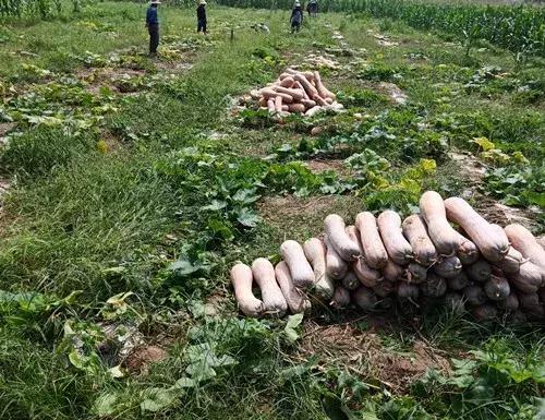 種南瓜竟然種出“麻煩”了，瓜販搶購(gòu)，電視臺(tái)記者也趕來了