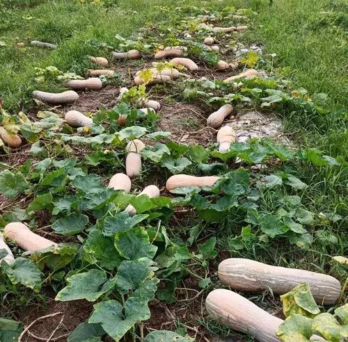 種南瓜竟然種出“麻煩”了，瓜販搶購(gòu)，電視臺(tái)記者也趕來了