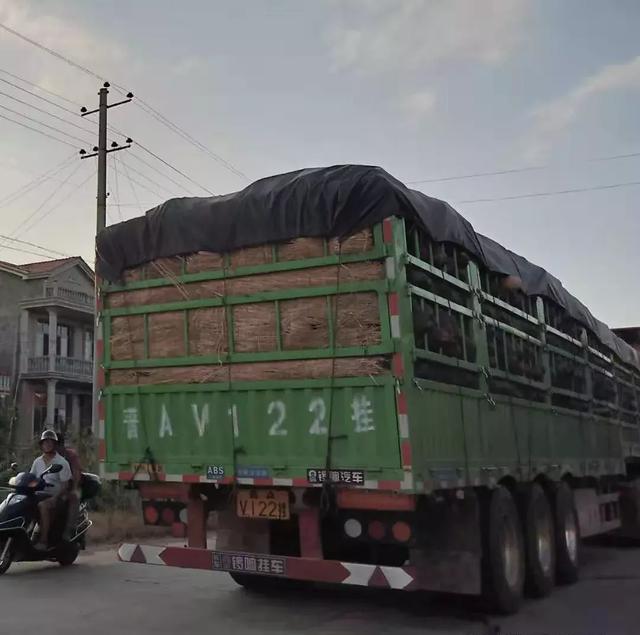 種南瓜竟然種出“麻煩”了，瓜販搶購(gòu)，電視臺(tái)記者也趕來了