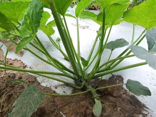 菜農(nóng)種植無(wú)需噴農(nóng)藥的蔬菜，不僅栽培簡(jiǎn)單、而且效益高