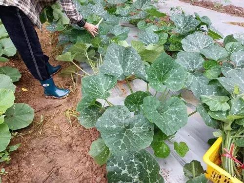 菜農(nóng)種植無(wú)需噴農(nóng)藥的蔬菜，不僅栽培簡(jiǎn)單、而且效益高