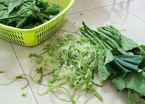 菜農(nóng)種植無(wú)需噴農(nóng)藥的蔬菜，不僅栽培簡(jiǎn)單、而且效益高