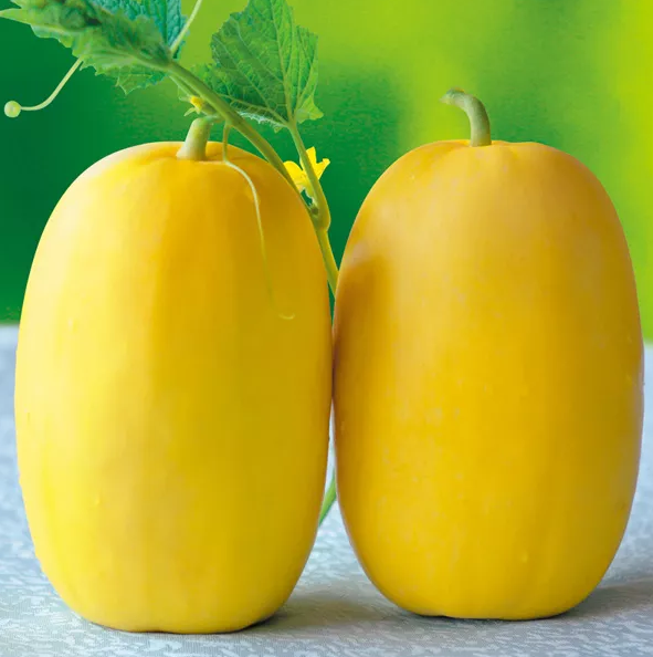 雇工難、成本高，想種甜瓜怎么辦？