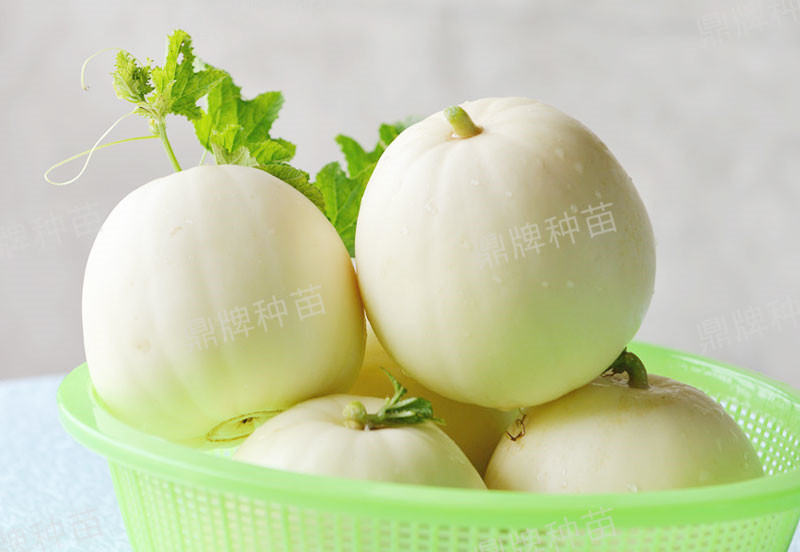 就這4個薄皮甜瓜，畝產(chǎn)萬斤很輕松，瓜果菜農(nóng)搶著種植