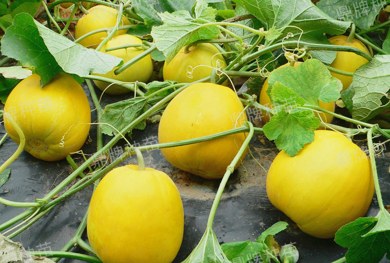 就這4個薄皮甜瓜，畝產(chǎn)萬斤很輕松，瓜果菜農(nóng)搶著種植