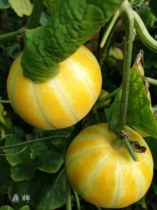 就這4個薄皮甜瓜，畝產(chǎn)萬斤很輕松，瓜果菜農(nóng)搶著種植