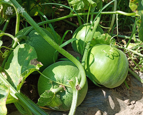 就這4個薄皮甜瓜，畝產(chǎn)萬斤很輕松，瓜果菜農(nóng)搶著種植