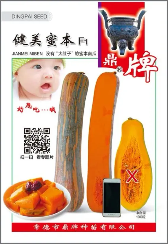 3元1斤的健美蜜本南瓜快成熟了，緬甸種植戶發(fā)來圖片與視頻