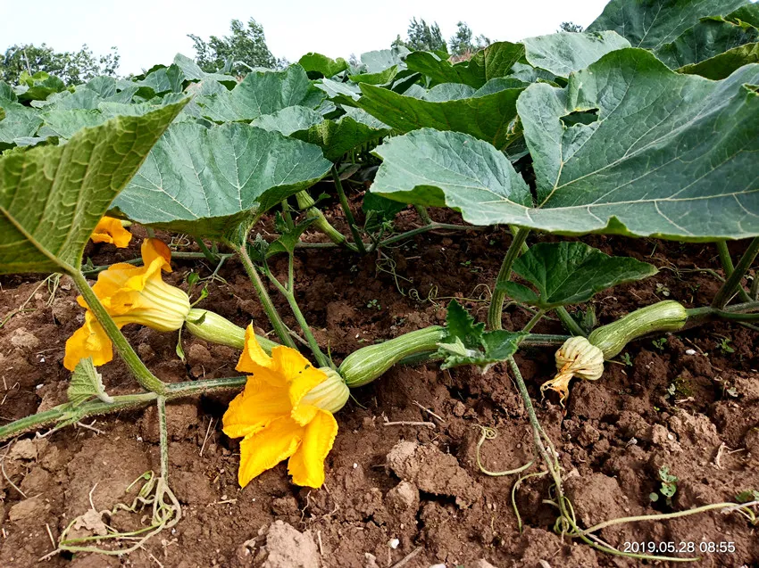 3元1斤的健美蜜本南瓜快成熟了，緬甸種植戶發(fā)來圖片與視頻