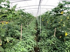 蔬菜種子種植戶客戶點評-這個品種，結(jié)瓜太夸張了！太恐怖了！