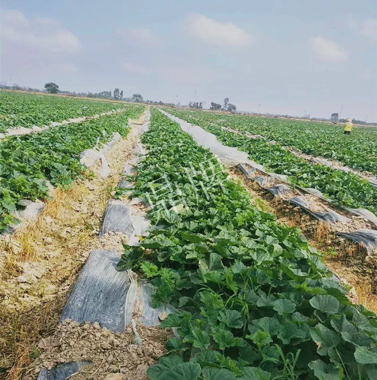 7元一斤還遭瘋搶，畝收益超2萬元！到底什么甜瓜能這么牛？