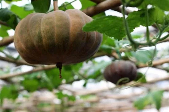 知道最甜最面的南瓜品種嗎？盤點十種有營養(yǎng)的甜面南瓜...