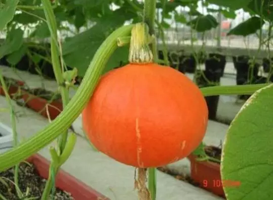 知道最甜最面的南瓜品種嗎？盤點十種有營養(yǎng)的甜面南瓜...