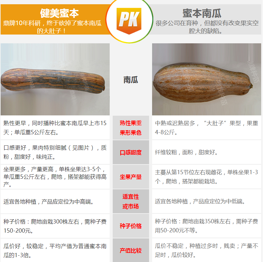 生吃都好吃南瓜新品種，沒有大肚子，肉質(zhì)更密致，農(nóng)戶試種下