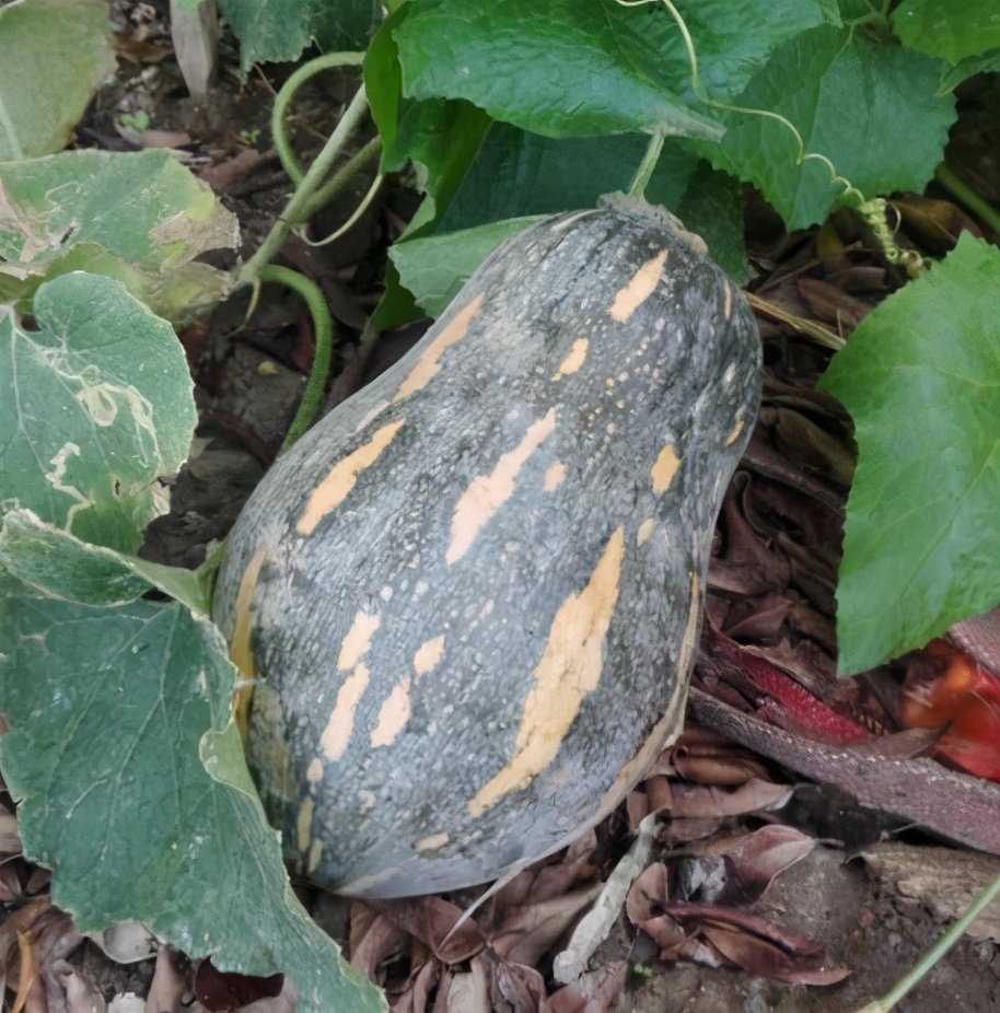 2020年，市面上的南瓜品種哪個(gè)口感最好、最甜、最值得種植？