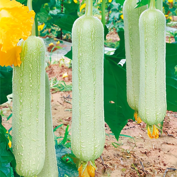 絲瓜新品種層不出窮，2021年，哪個絲瓜品種最值得種植？