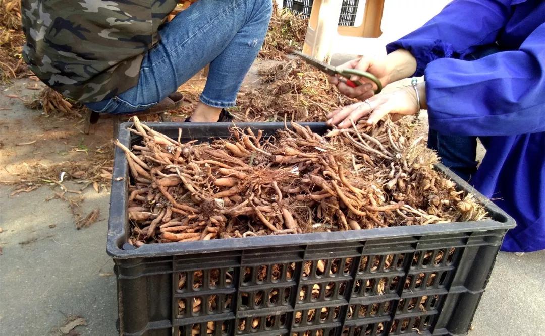 一斤接近20塊，原來它才是最火的國民蔬菜！全國都適種