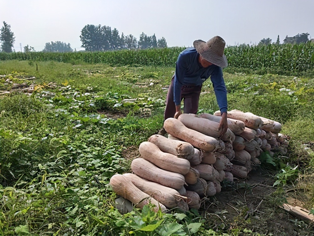 一位轉業(yè)后的特種兵，辦農(nóng)場種瓜菜，靠1個優(yōu)點，年賺200萬