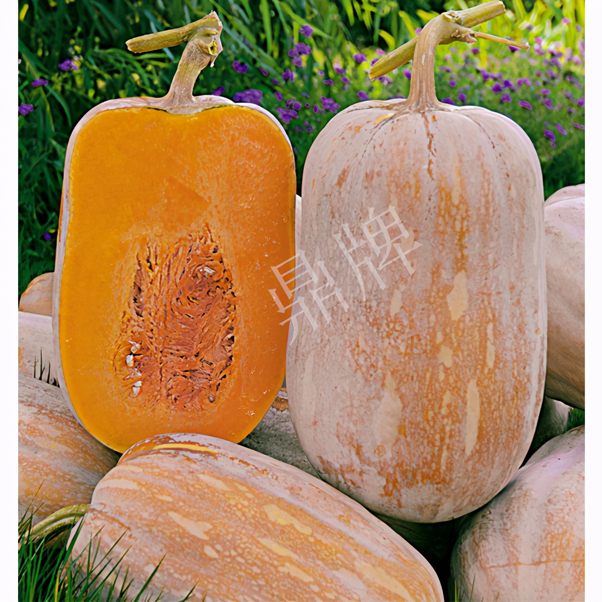 畝產6000公斤的南瓜上市，20年科研他就為打造1個爆款品種