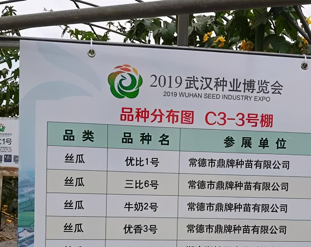 這個絲瓜畝產可達8000公斤，菜農2021年致富的絲瓜品種