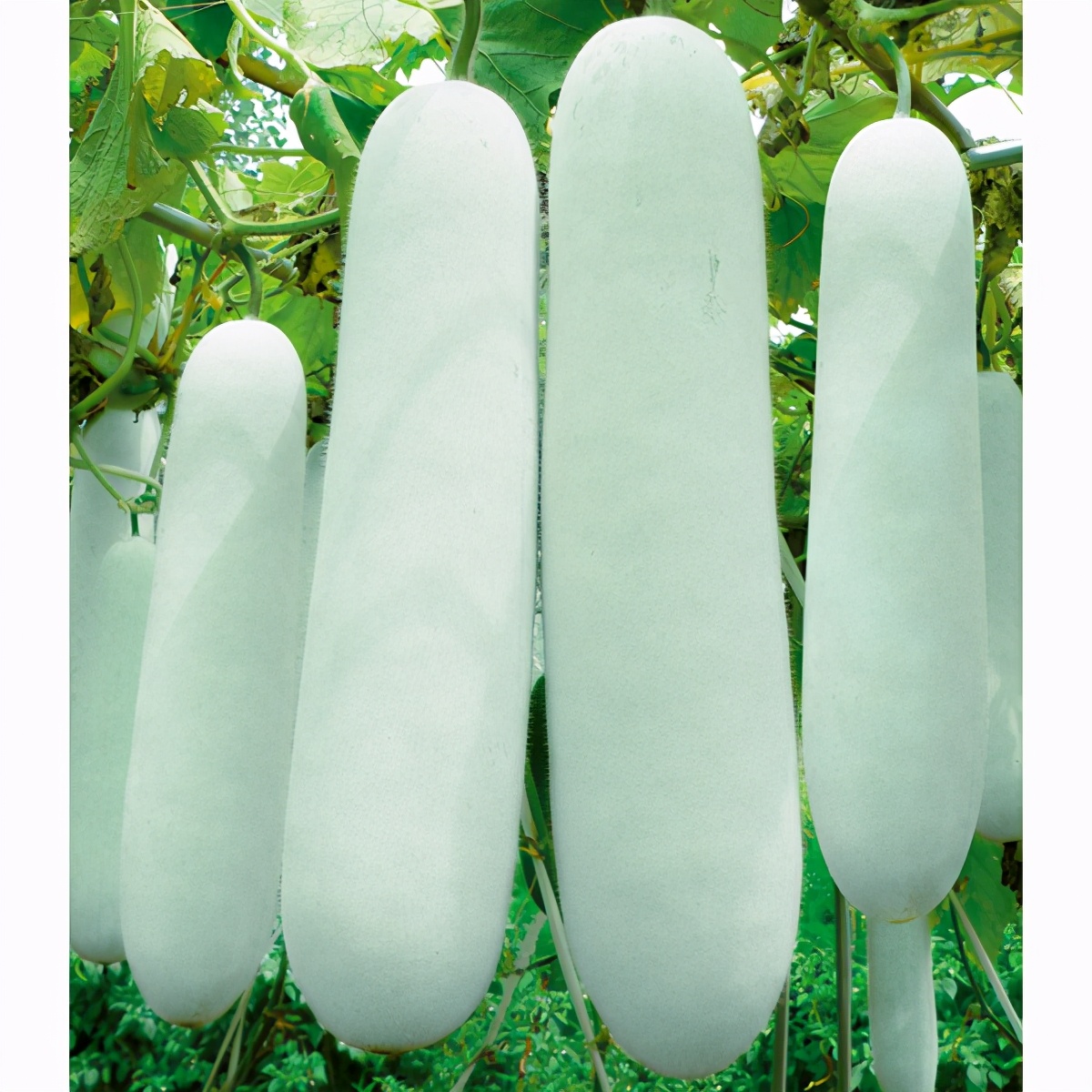 這個冬瓜品種放1年不壞，口感脆甜，多年科研就為打造這1個爆品