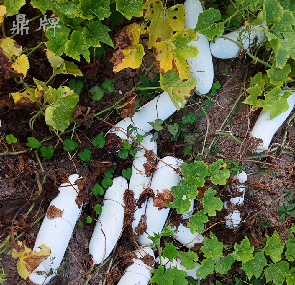 這個冬瓜品種放1年不壞，口感脆甜，多年科研就為打造這1個爆品