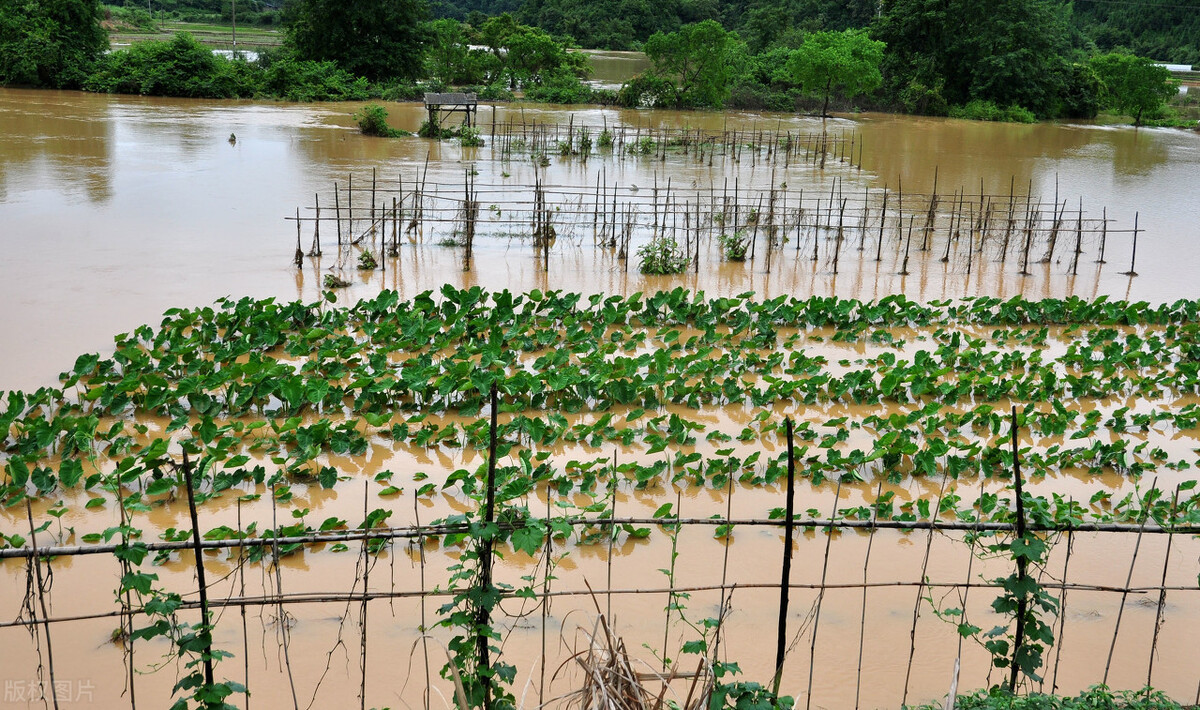 時隔三年，向錢蔥、姜你軍又來了，心動了嗎？來年你會換品種嗎？