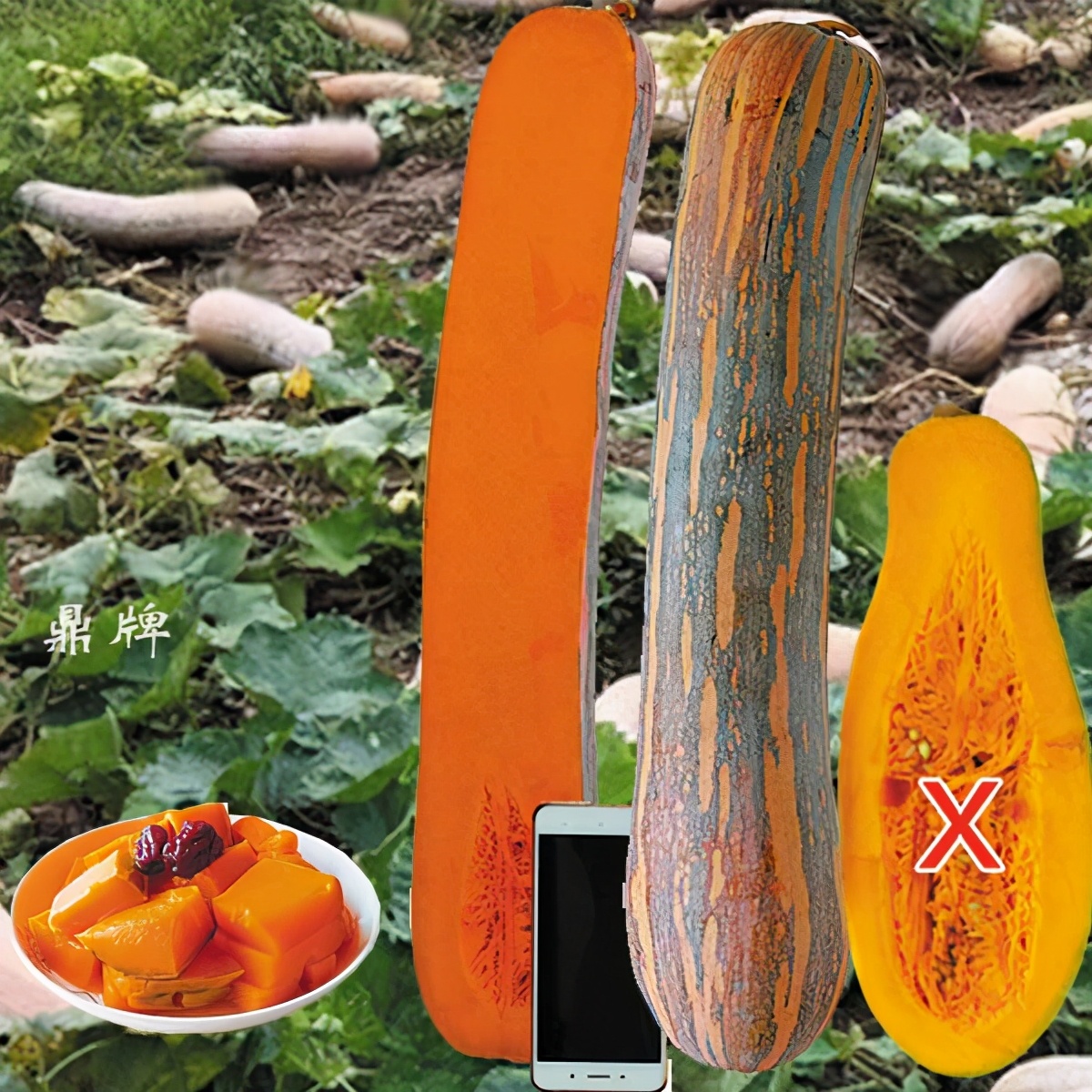 時隔三年，向錢蔥、姜你軍又來了，心動了嗎？來年你會換品種嗎？