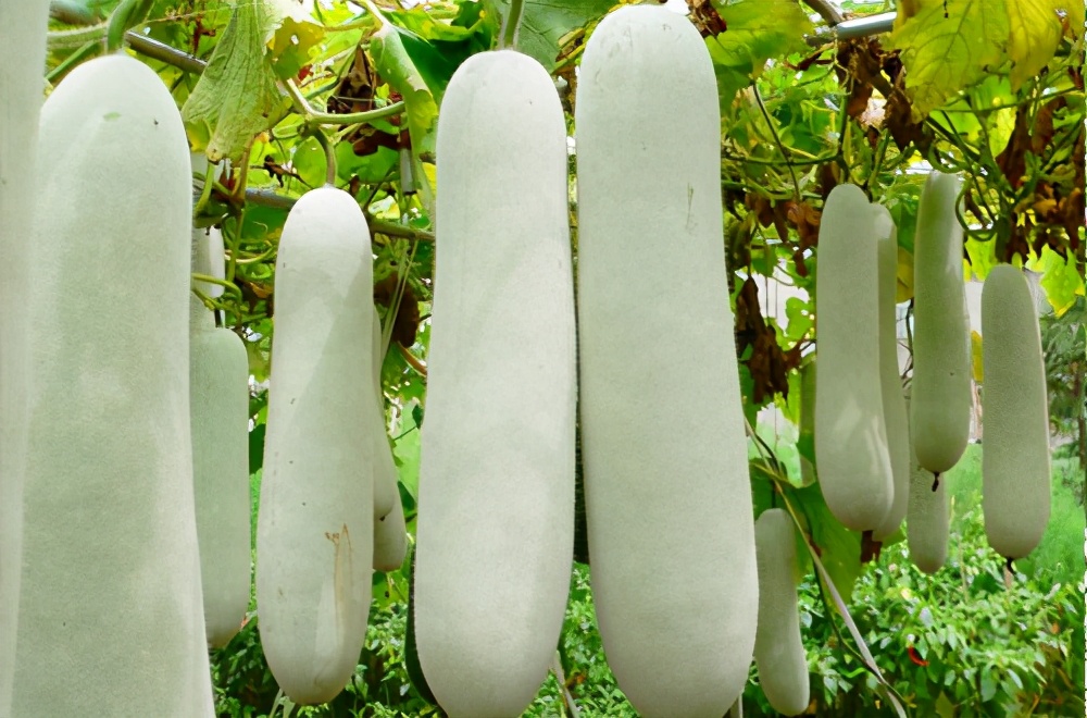 畝產(chǎn)值可達(dá)3萬元的冬瓜終上市，21年科研沉淀成就它
