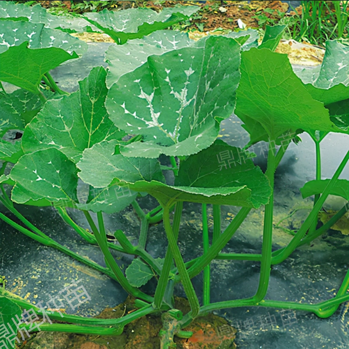 種這種綠葉菜，栽培輕松，畝產(chǎn)值過萬元，菜農(nóng)表示很劃算