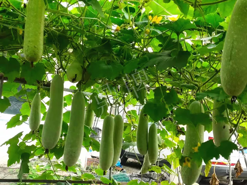 什么品種的冬瓜按個(gè)買？?jī)r(jià)格是同期黑皮冬瓜五倍