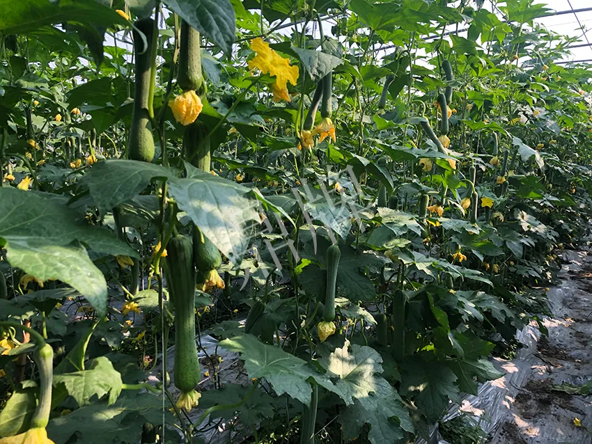這個(gè)絲瓜怎么種都優(yōu)秀！賣價(jià)和產(chǎn)量都很高