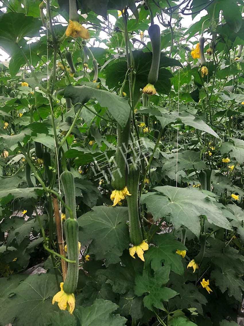 這個(gè)絲瓜怎么種都優(yōu)秀！賣價(jià)和產(chǎn)量都很高