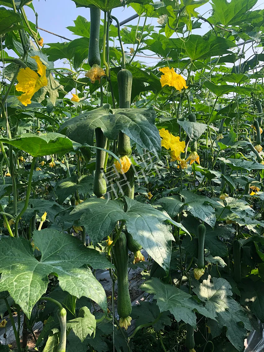 這個(gè)絲瓜怎么種都優(yōu)秀！賣價(jià)和產(chǎn)量都很高