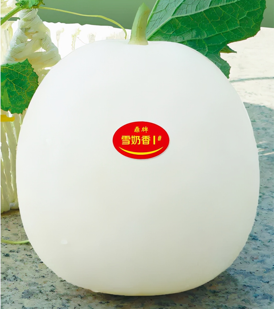 河南焦作的李向林今年種植甜瓜新品種，客戶直接拉貨走人