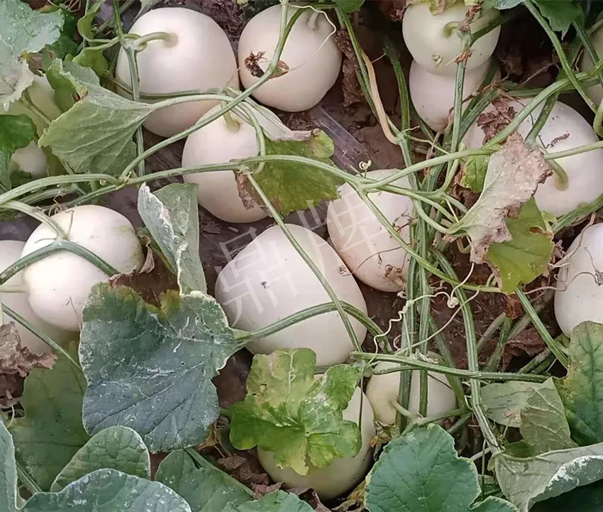 河南焦作的李向林今年種植甜瓜新品種，客戶直接拉貨走人