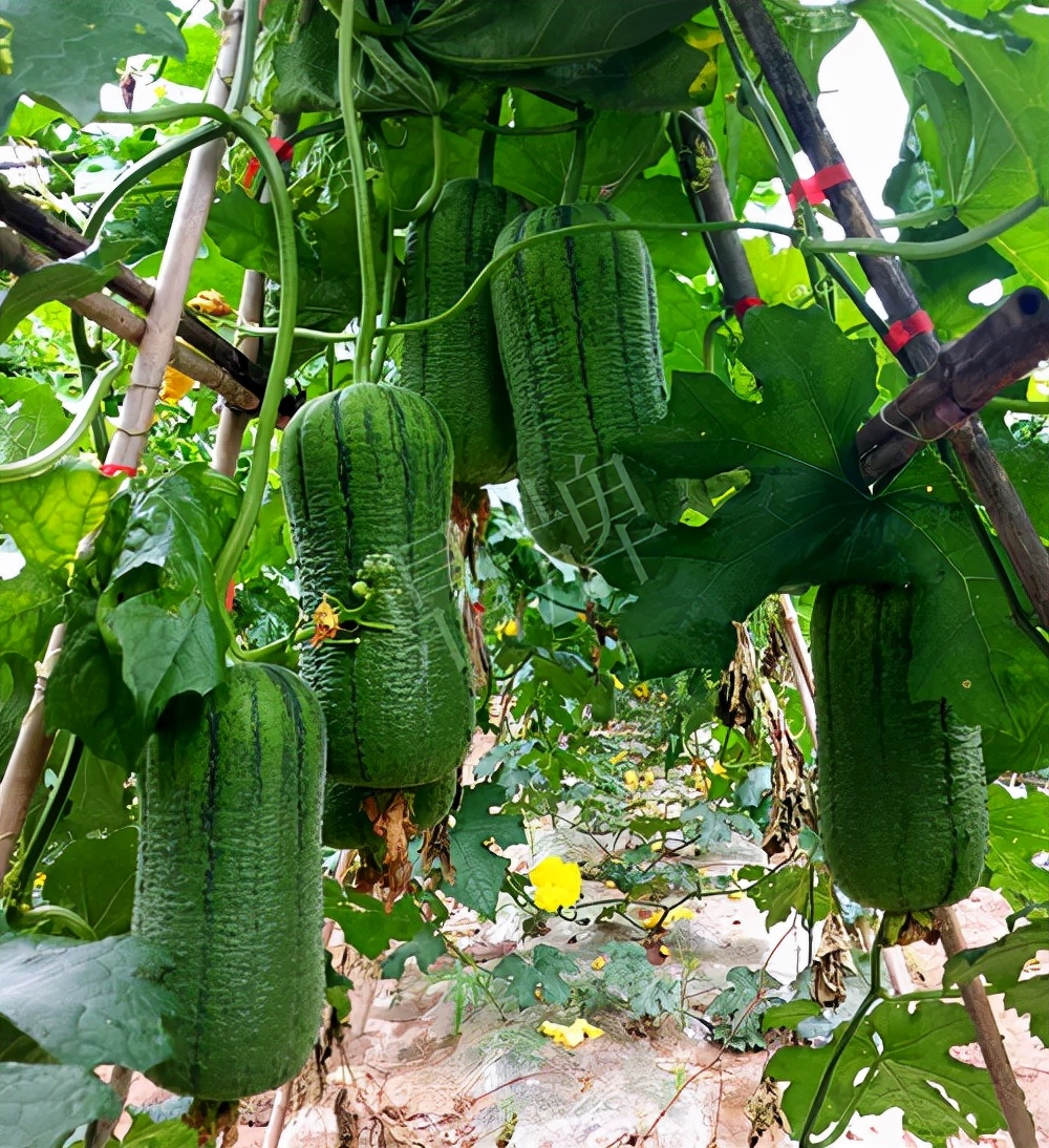 臺(tái)州的曾方明試種新品種，畝收入超過6萬元