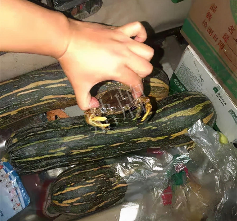 四川農(nóng)戶今年種“健美蜜本”南瓜產(chǎn)量高，品質(zhì)好，感覺巴適得很