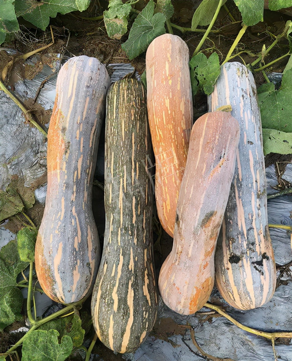 四川農(nóng)戶今年種“健美蜜本”南瓜產(chǎn)量高，品質(zhì)好，感覺巴適得很